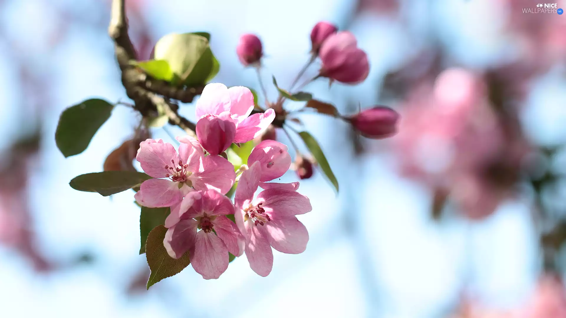 Pink, Fruit Tree, Buds, Flowers