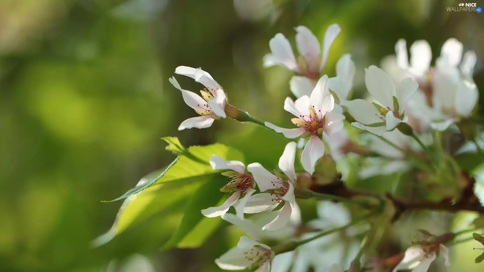 White, Fruit Tree, cherry, Flowers