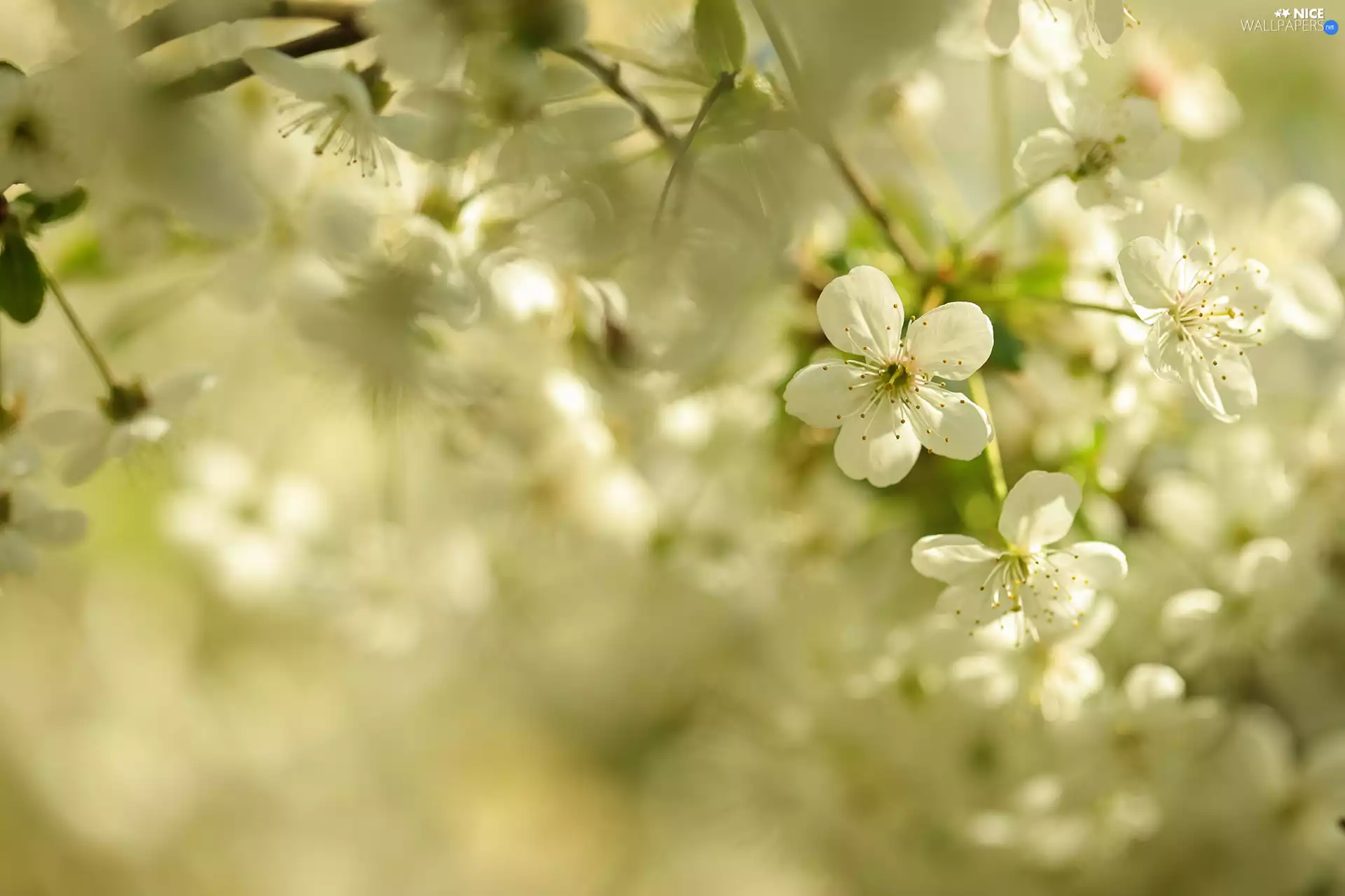White, Fruit Tree, rapprochement, Flowers