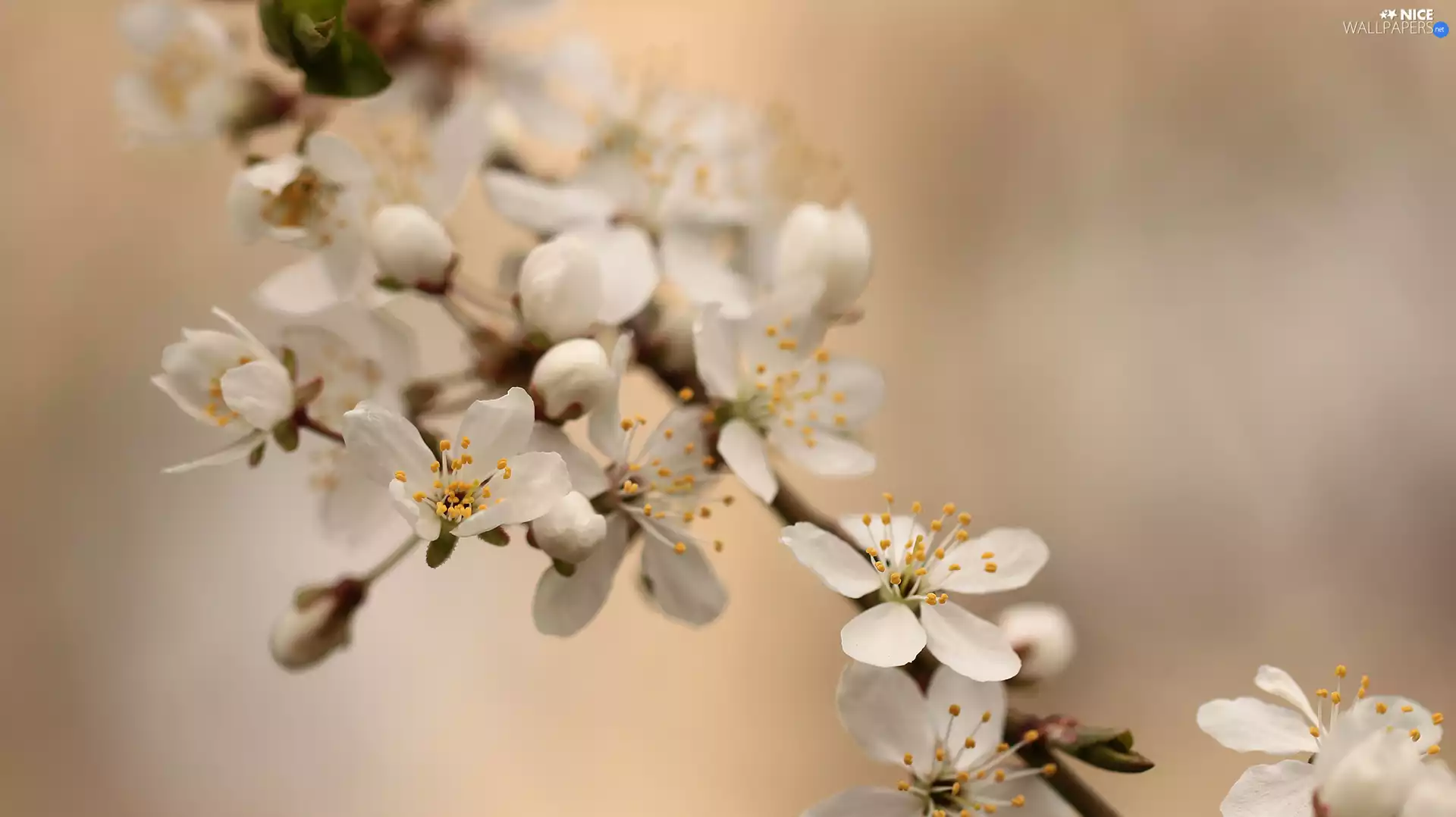 White, Fruit Tree, twig, Flowers