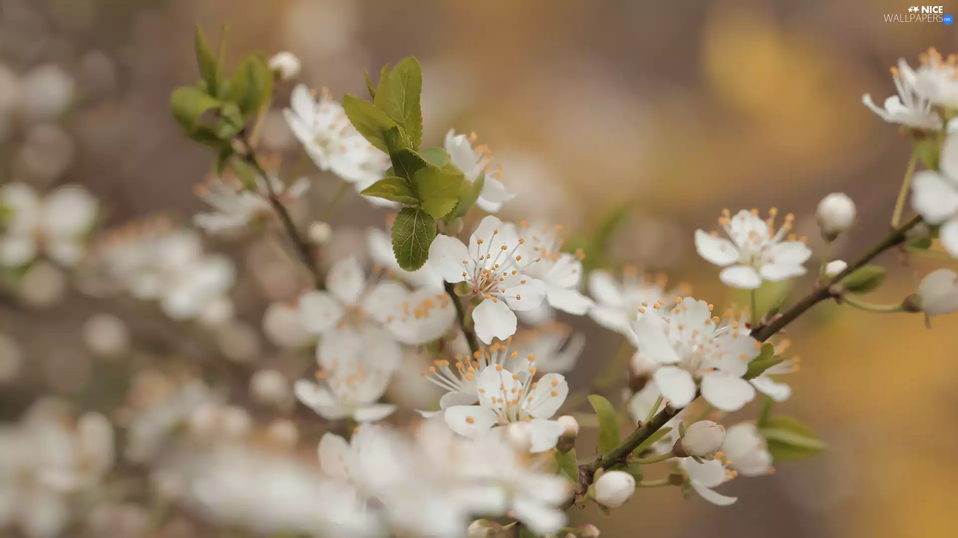 White, Fruit Tree, Twigs, Flowers
