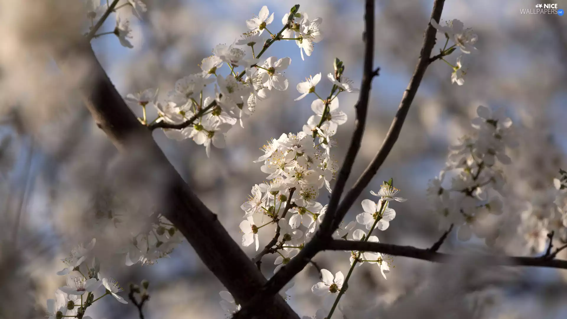 Flowers, Fruit Tree, branch pics