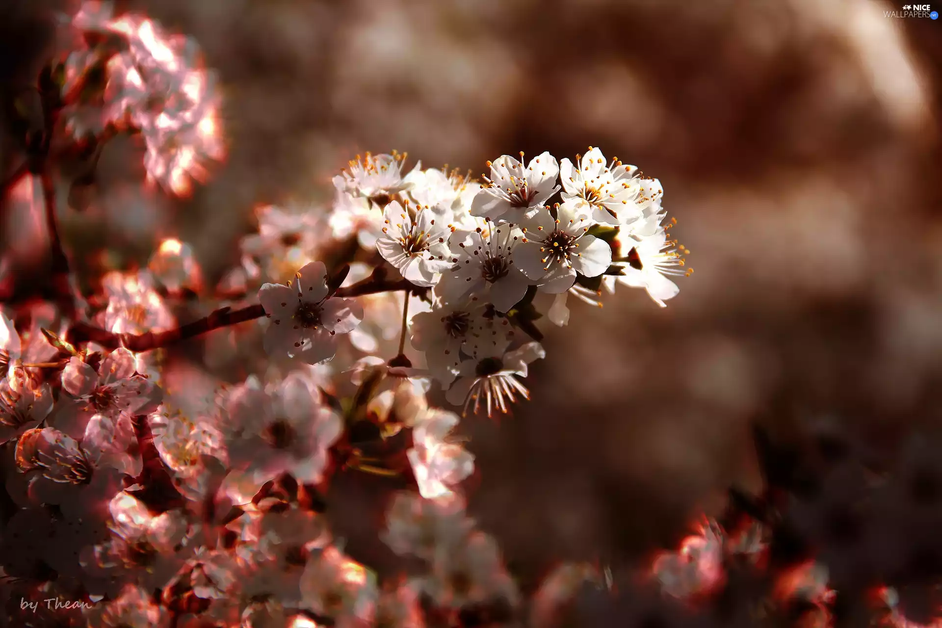 fruit, flourishing, trees