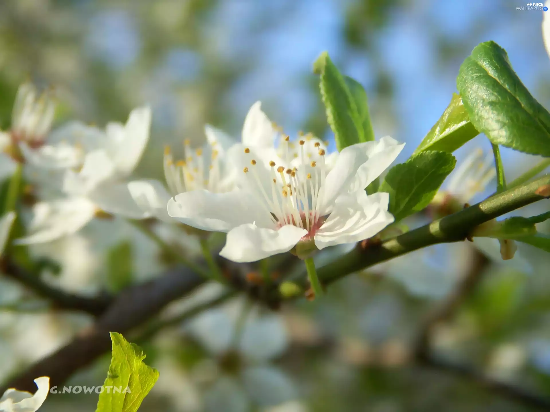 fruit, flourishing, trees