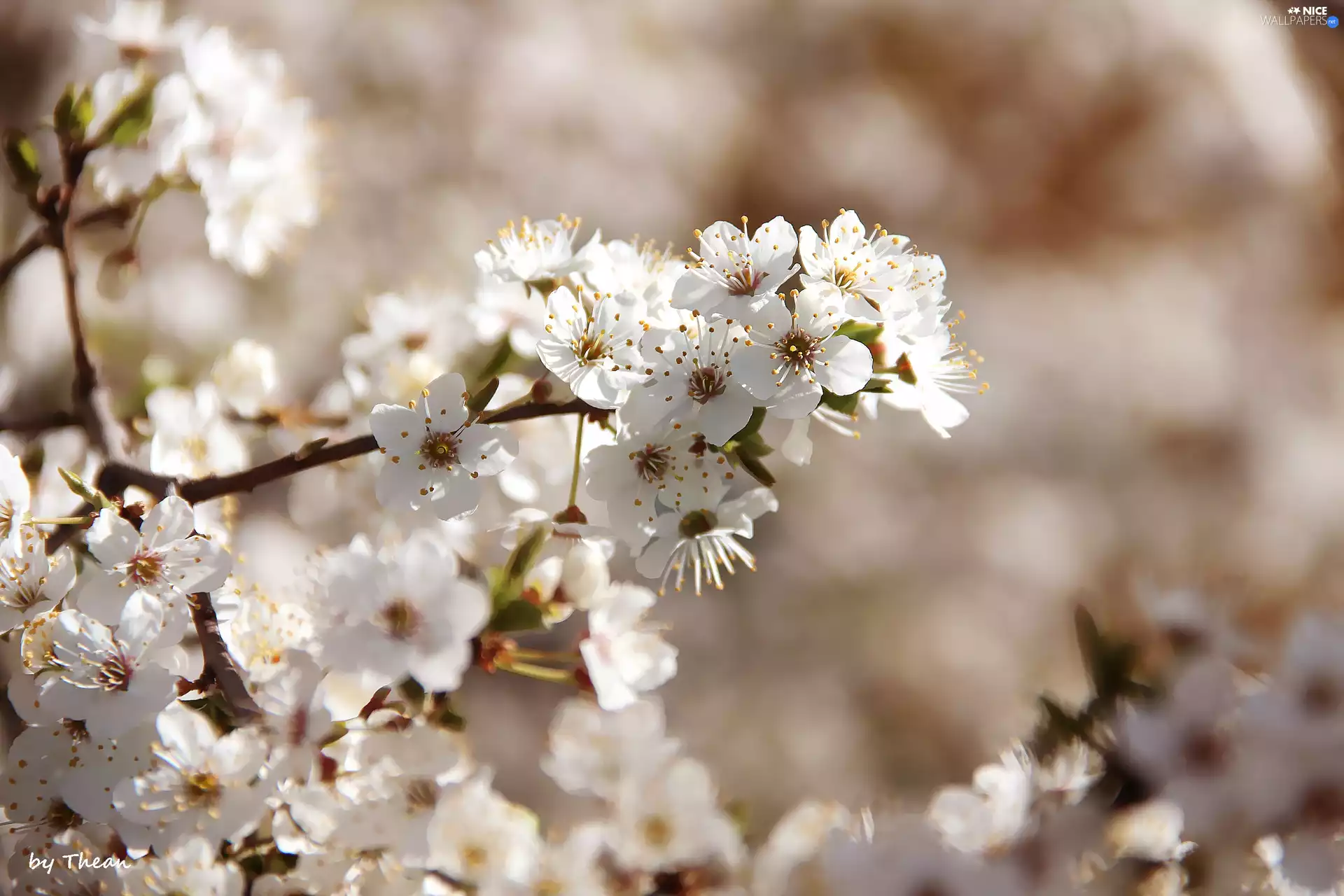 fruit, flourishing, trees