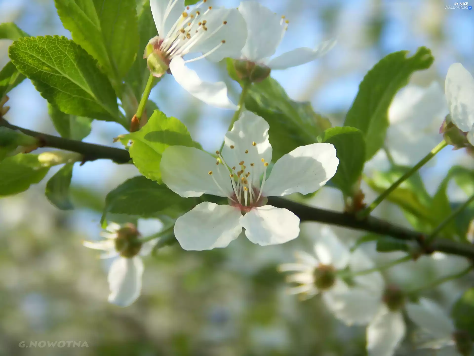 fruit, flourishing, trees