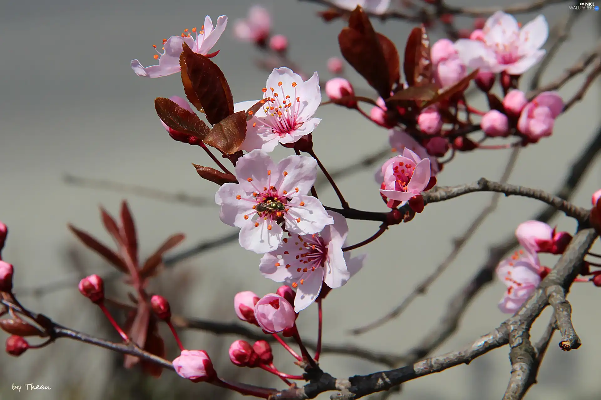 fruit, flourishing, trees