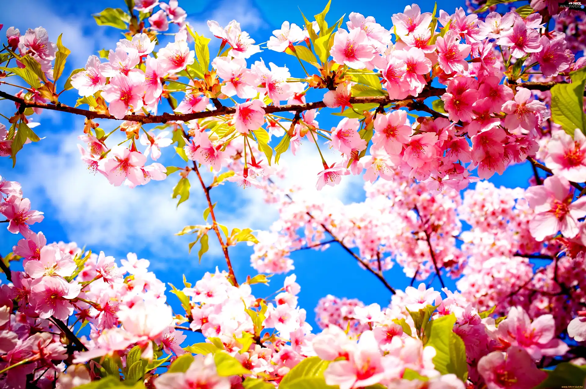 fruit, flourishing, trees