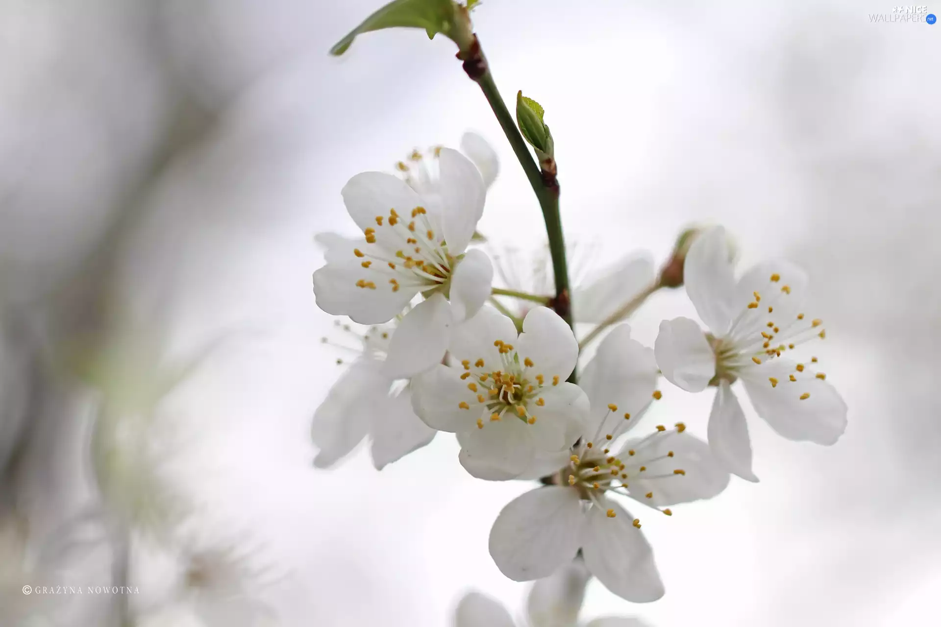 trees, White, Flowers, fruit