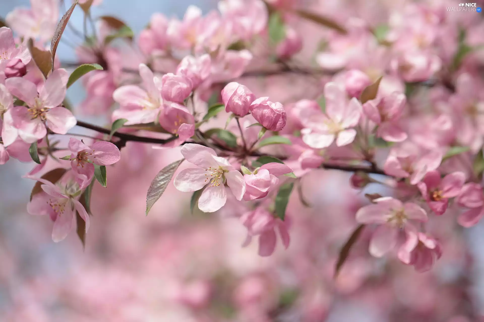 Blossoming, apple-tree, Fruit Tree, twig