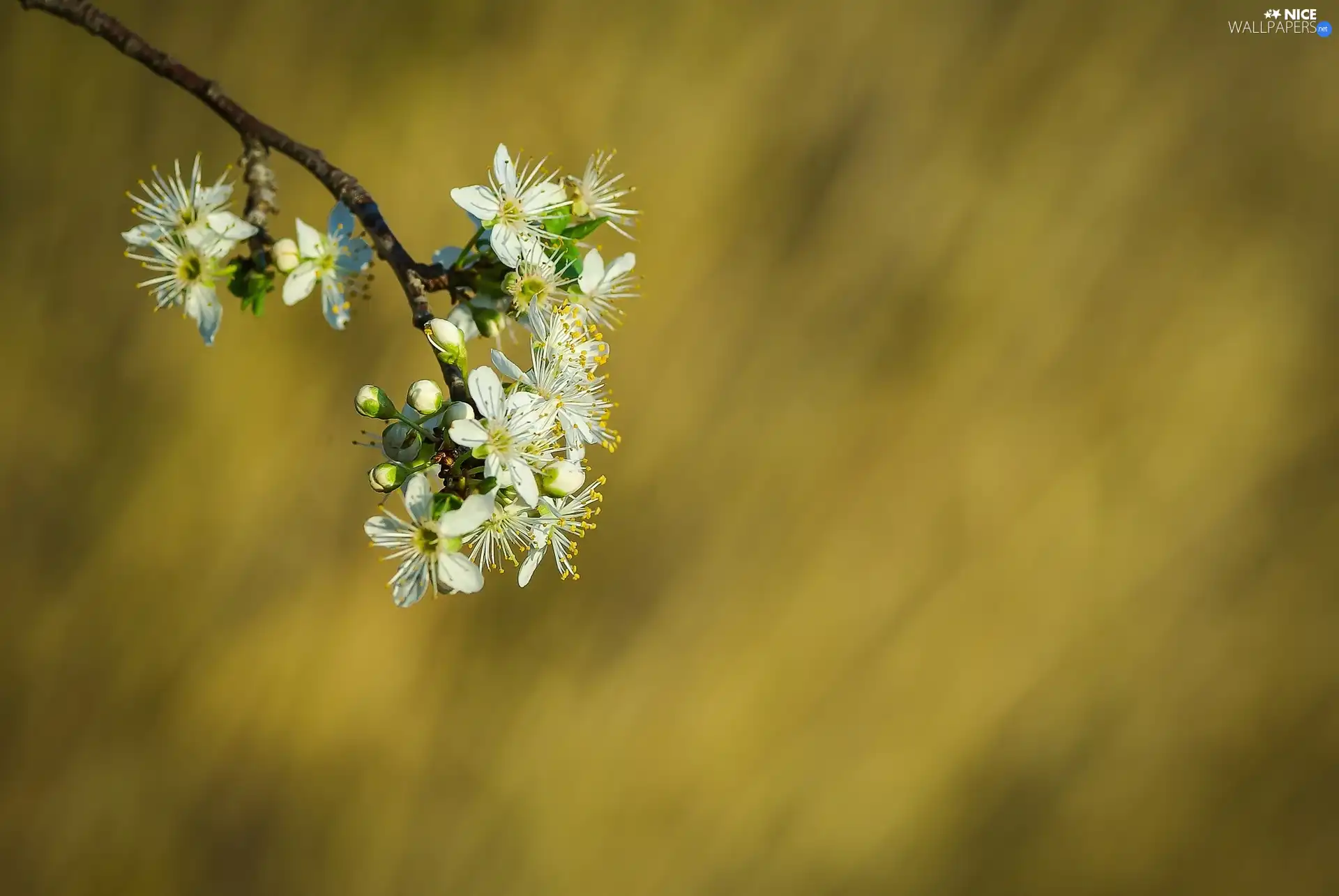 twig, viewes, fruit, trees