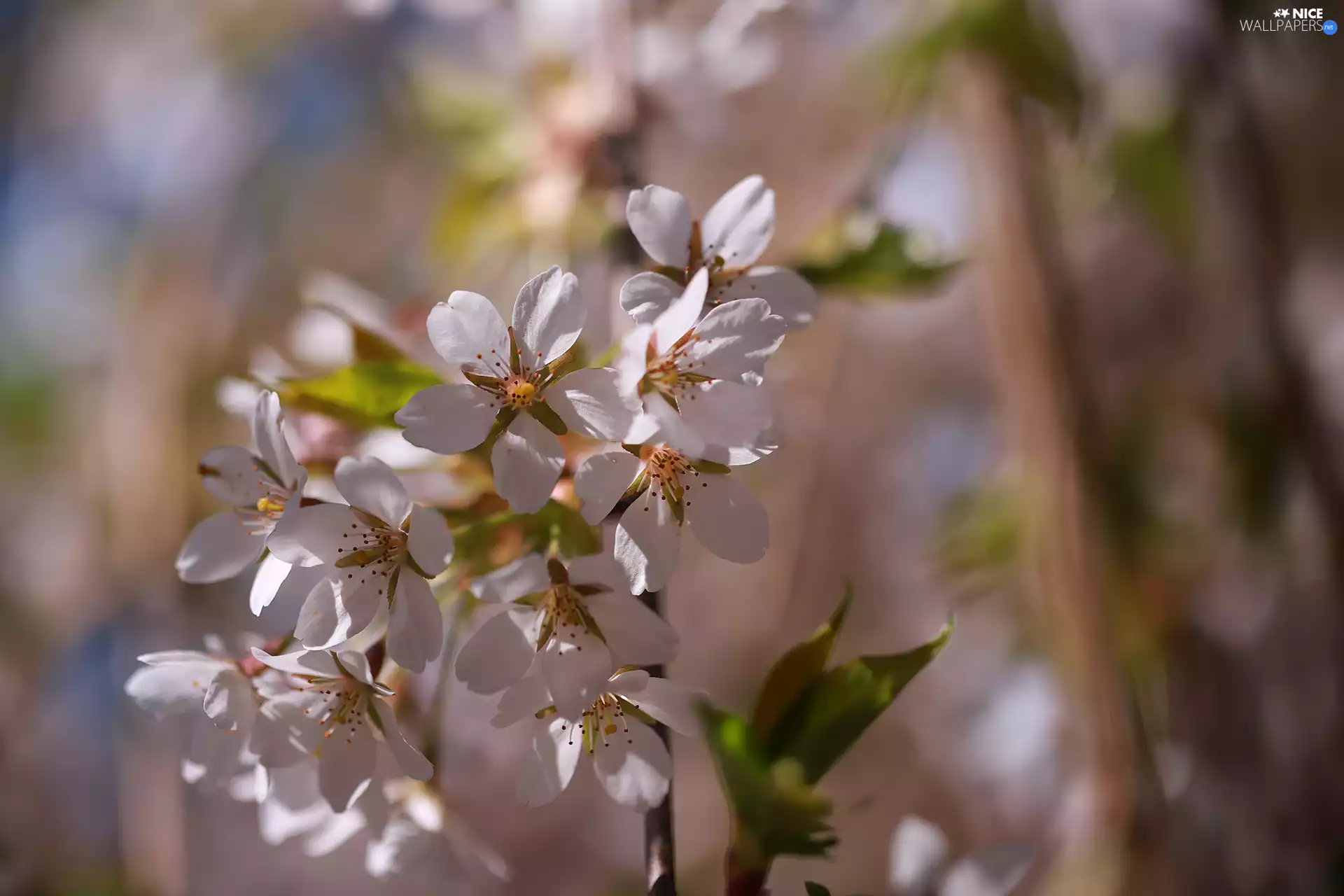 cherry, twig, Flowers, Fruit Tree, White