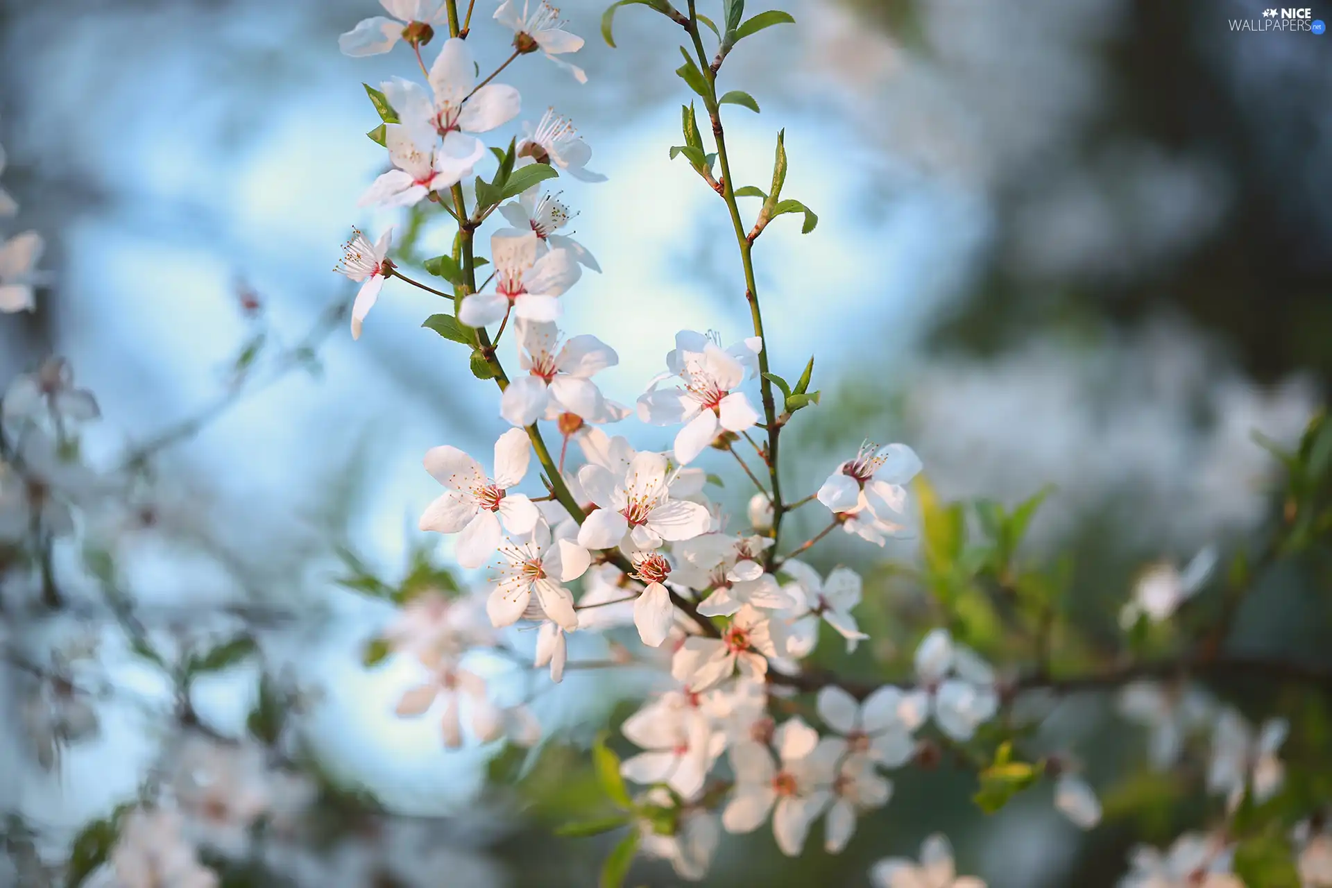 Flourished, Twigs, Flowers, Fruit Tree, White