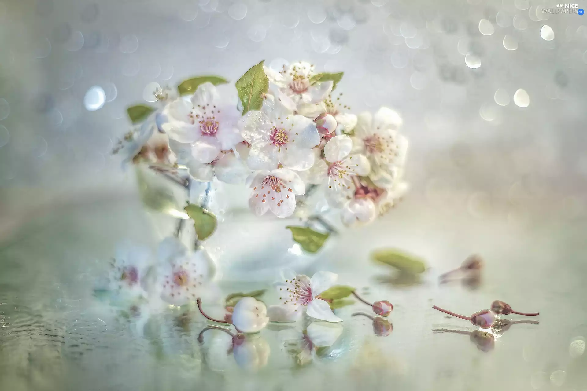 glass, vase, Flowers, Fruit Tree, White