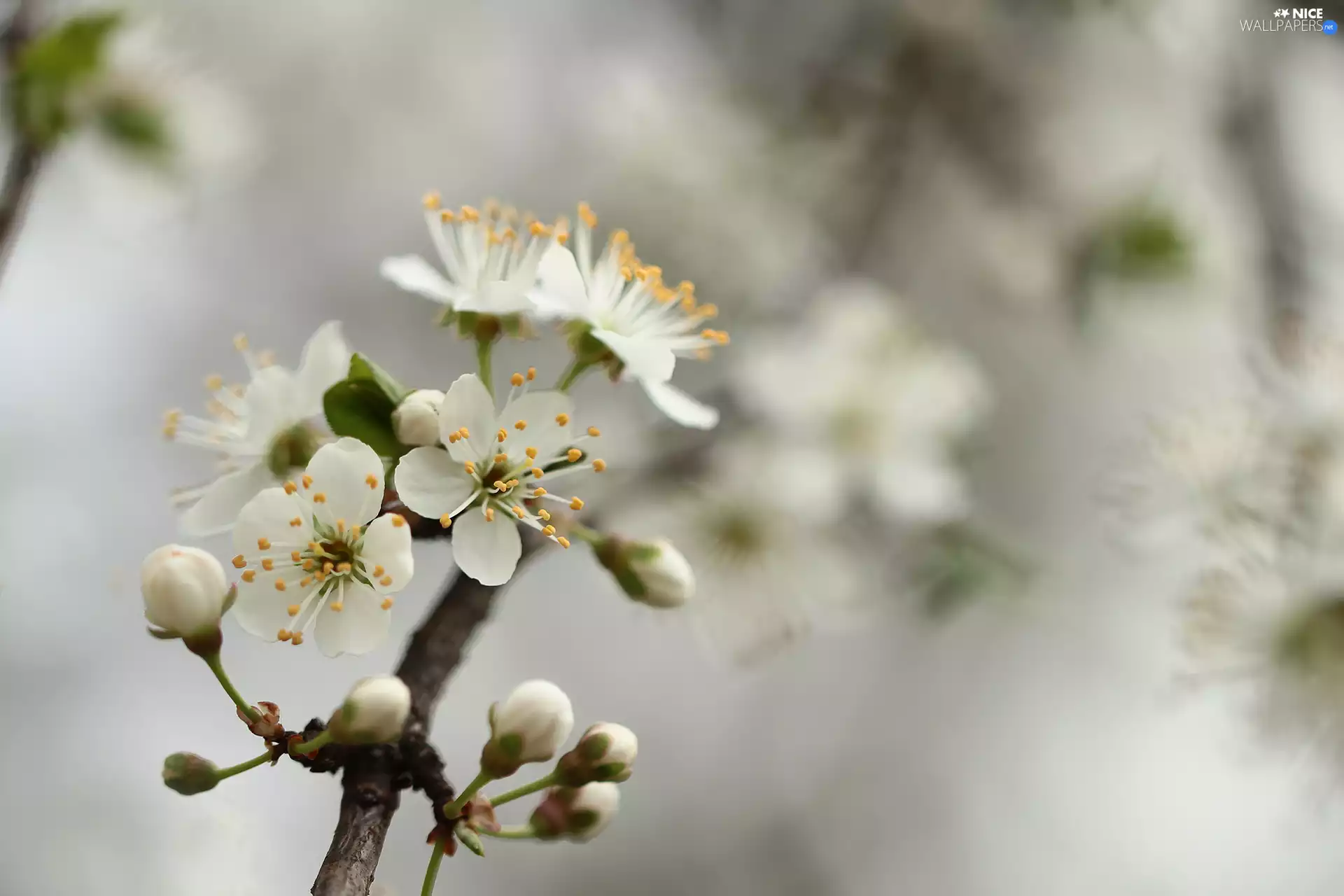 twig, Buds, Flowers, Fruit Tree, White