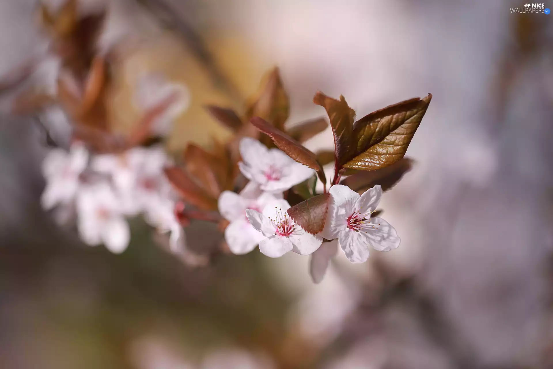 twig, flowery, Flowers, Fruit Tree, White