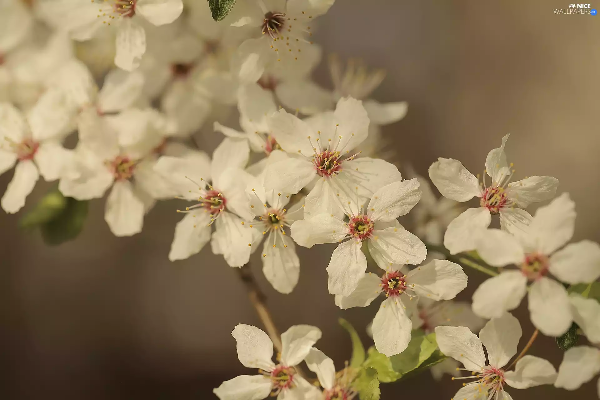 twig, rapprochement, Flowers, Fruit Tree, White