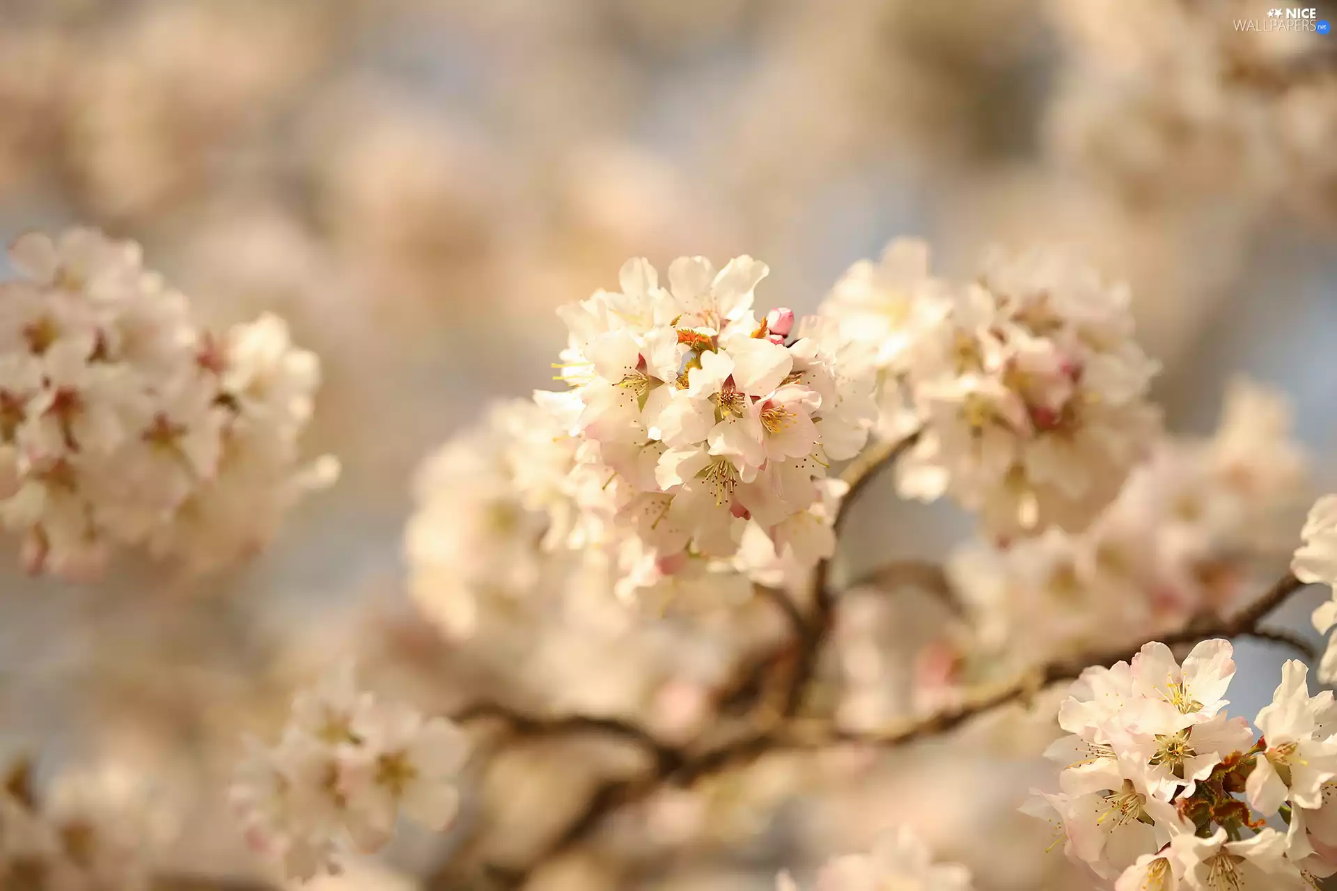 Twigs, rapprochement, Flowers, Fruit Tree, White
