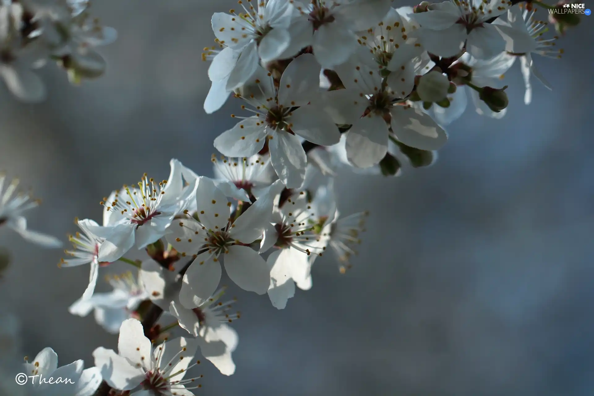 White, trees, fruit, Flowers