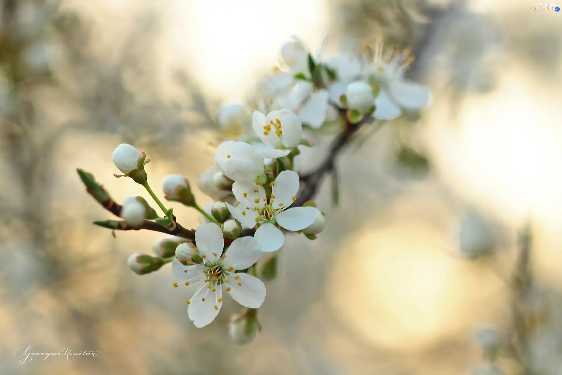 White, trees, fruit, Flowers