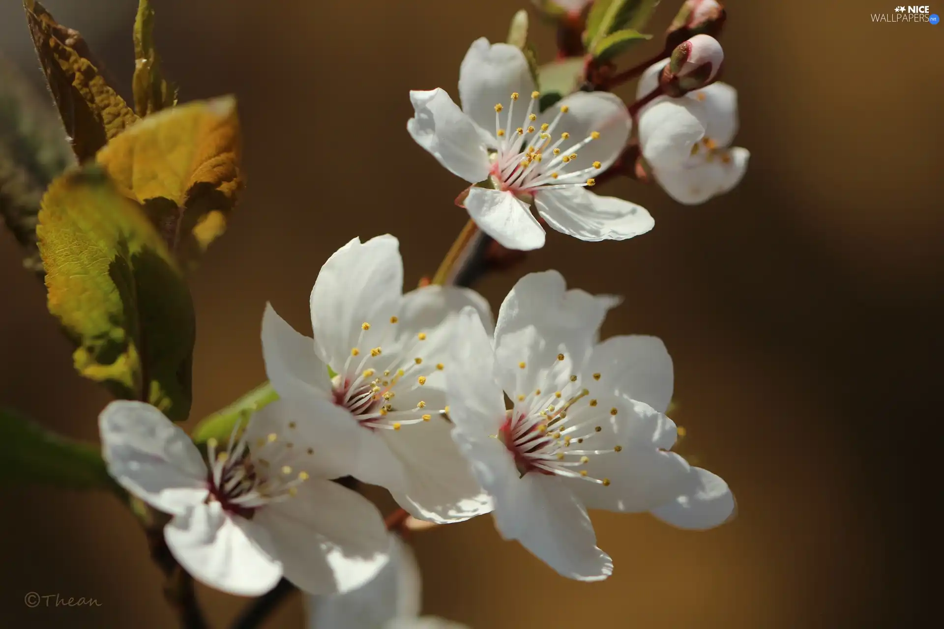 White, trees, fruit, Flowers