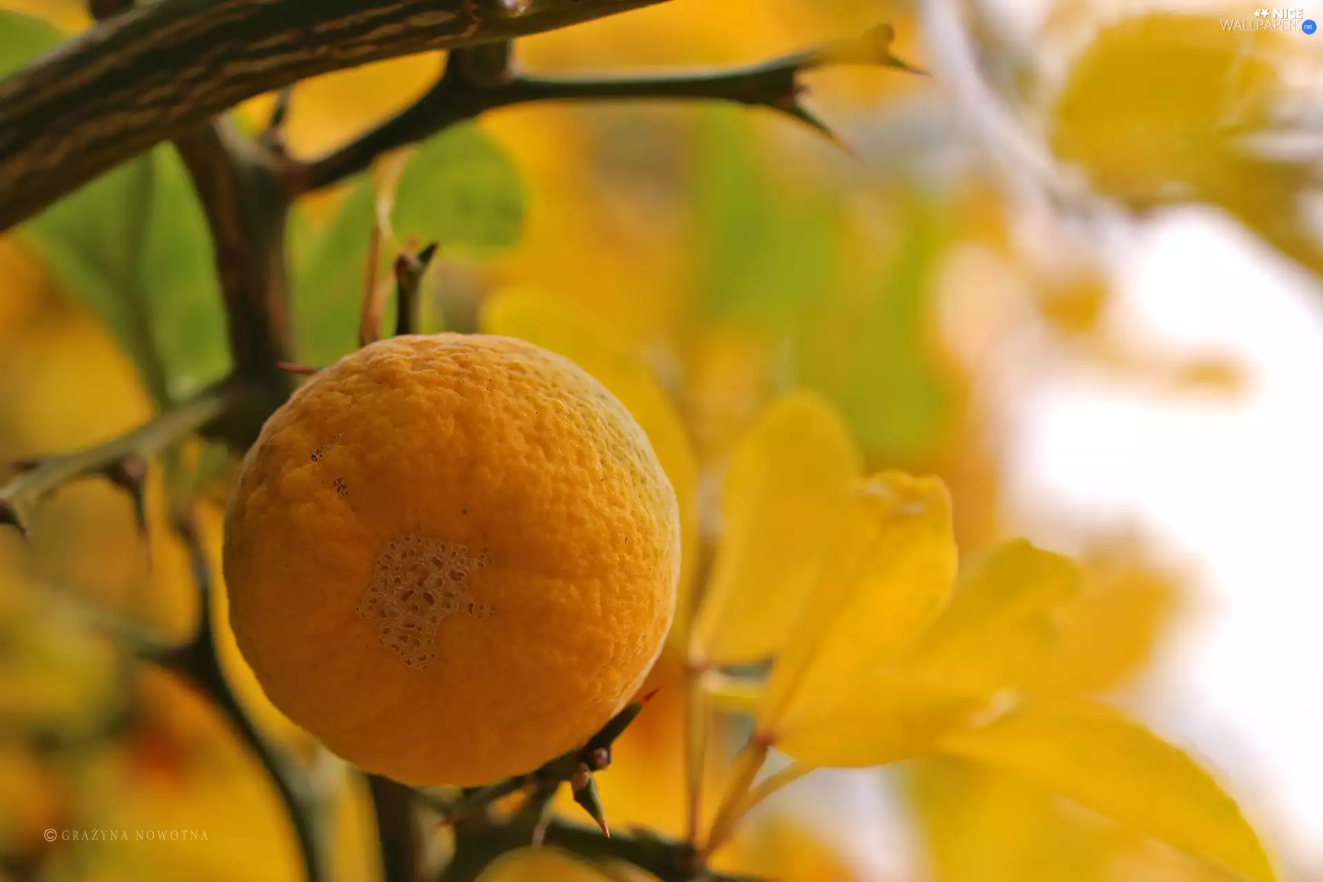 fruit, quince, Yellow