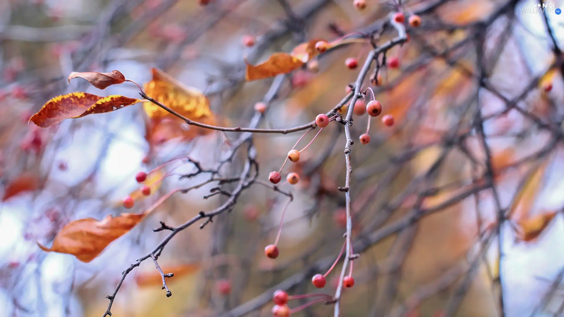 Autumn, Red, Fruits, Twigs