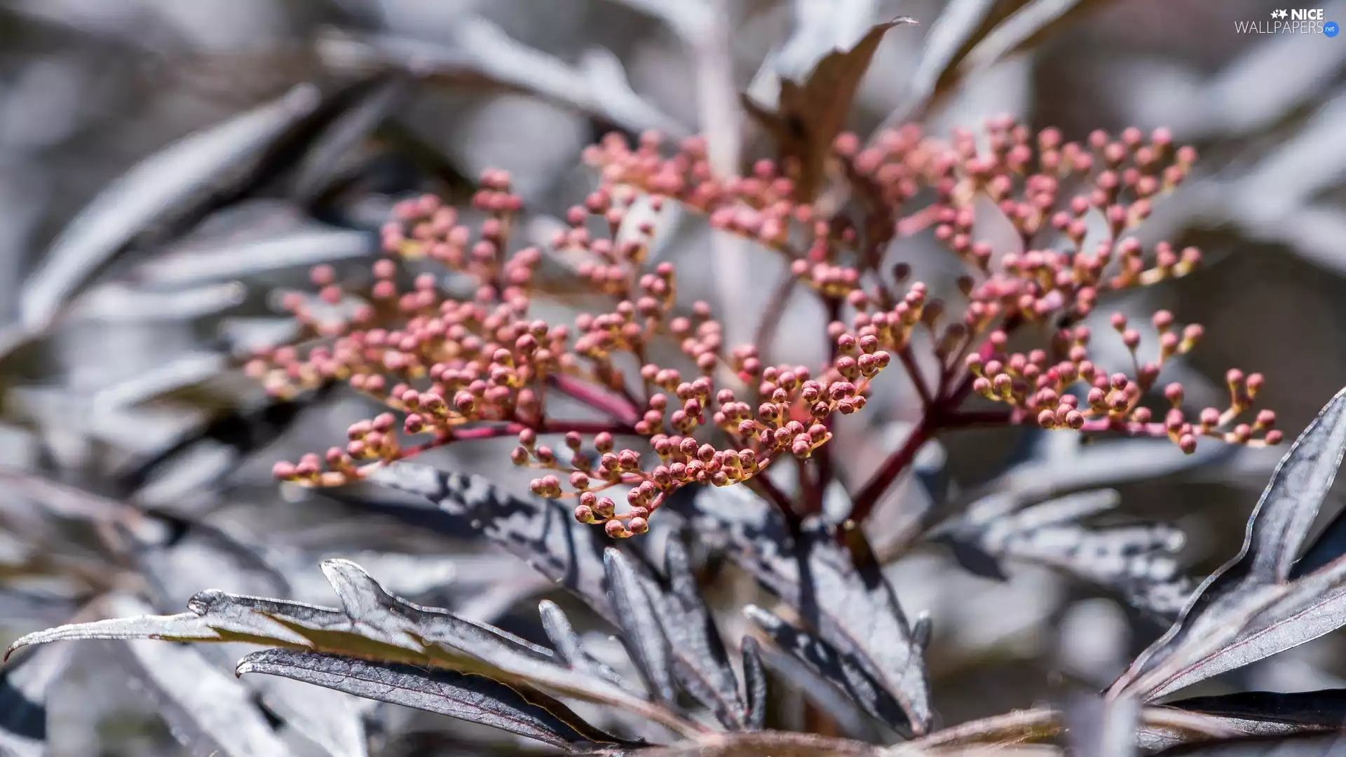 plant, Fruits, Black Elder, Leaf