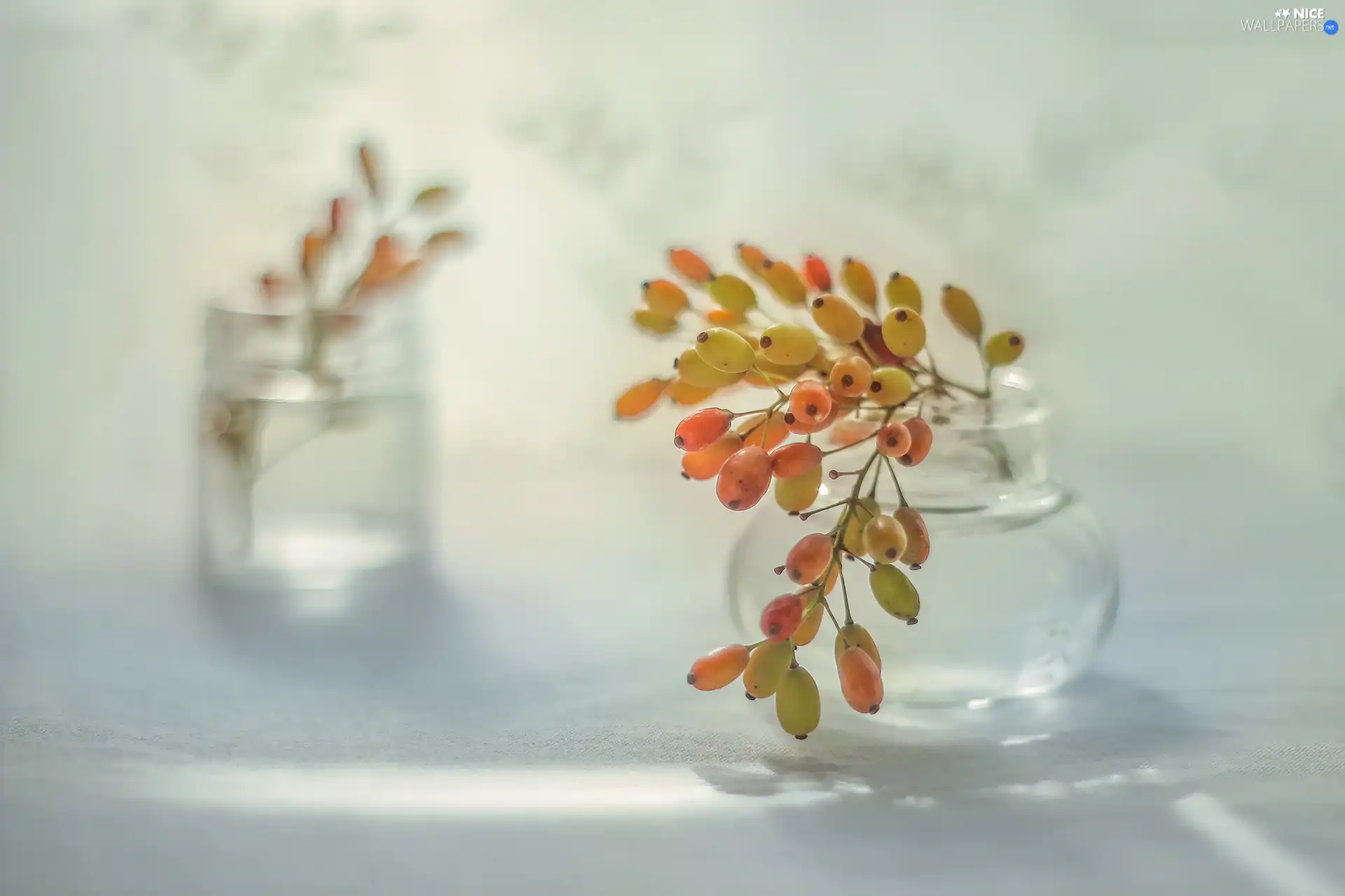 color, plant, vase, Fruits