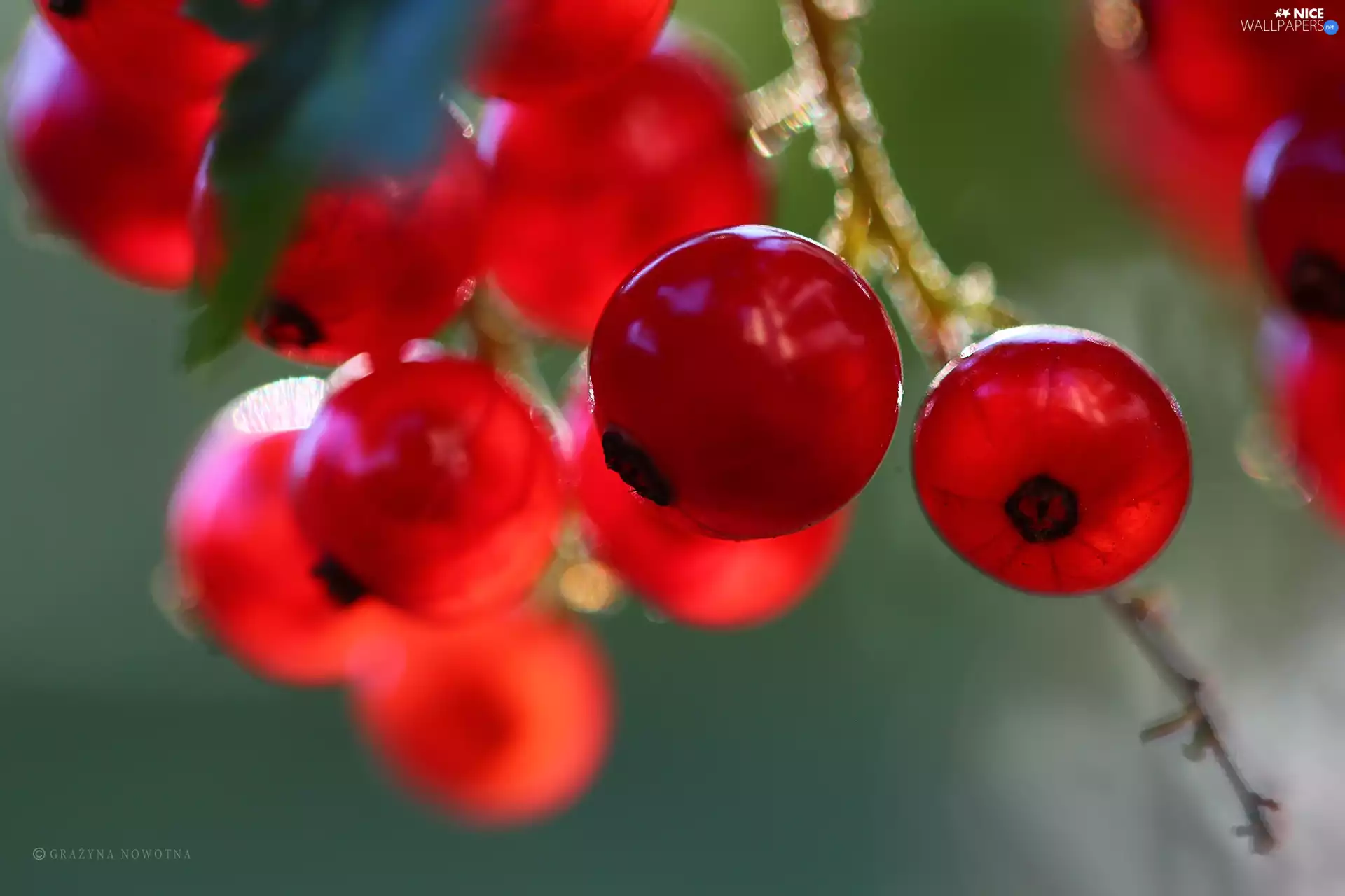 Fruits, Red, currants