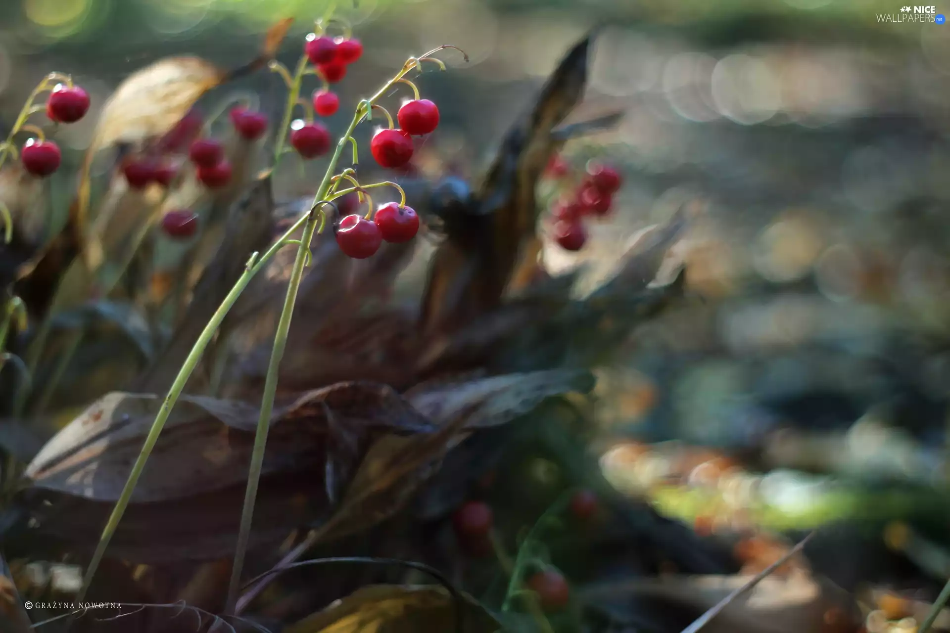 blueberries, Fruits, fades, Red, lilies