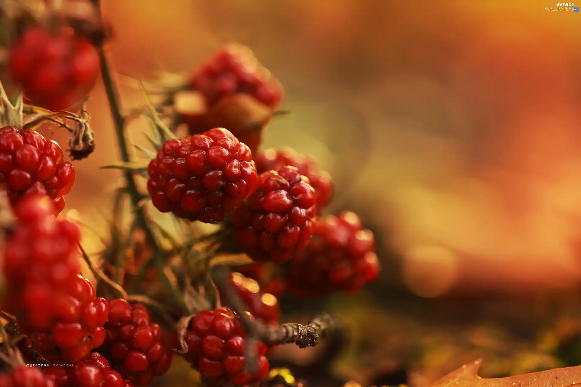 Fruits, blackberries, maturing