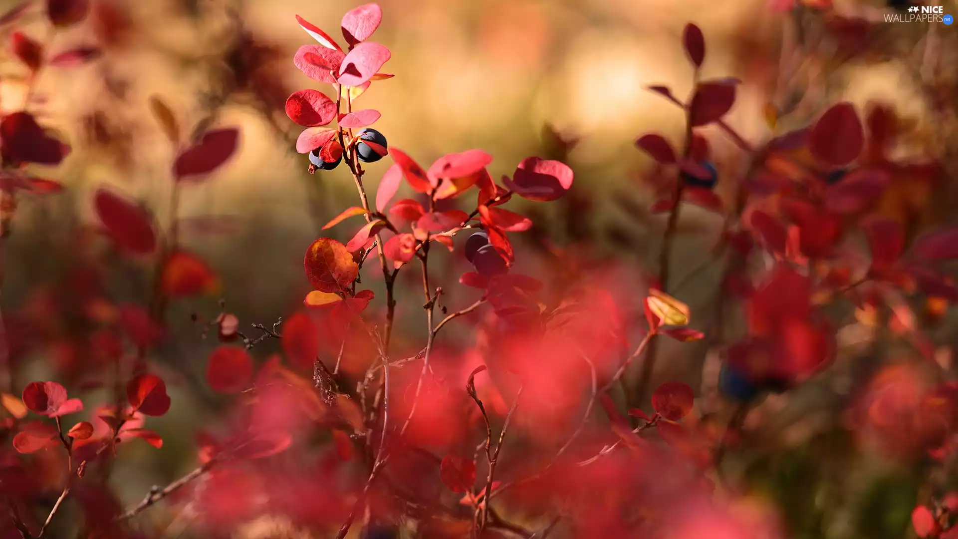blueberries, Bush, Red, Fruits, Plants, Blueberries, leaves