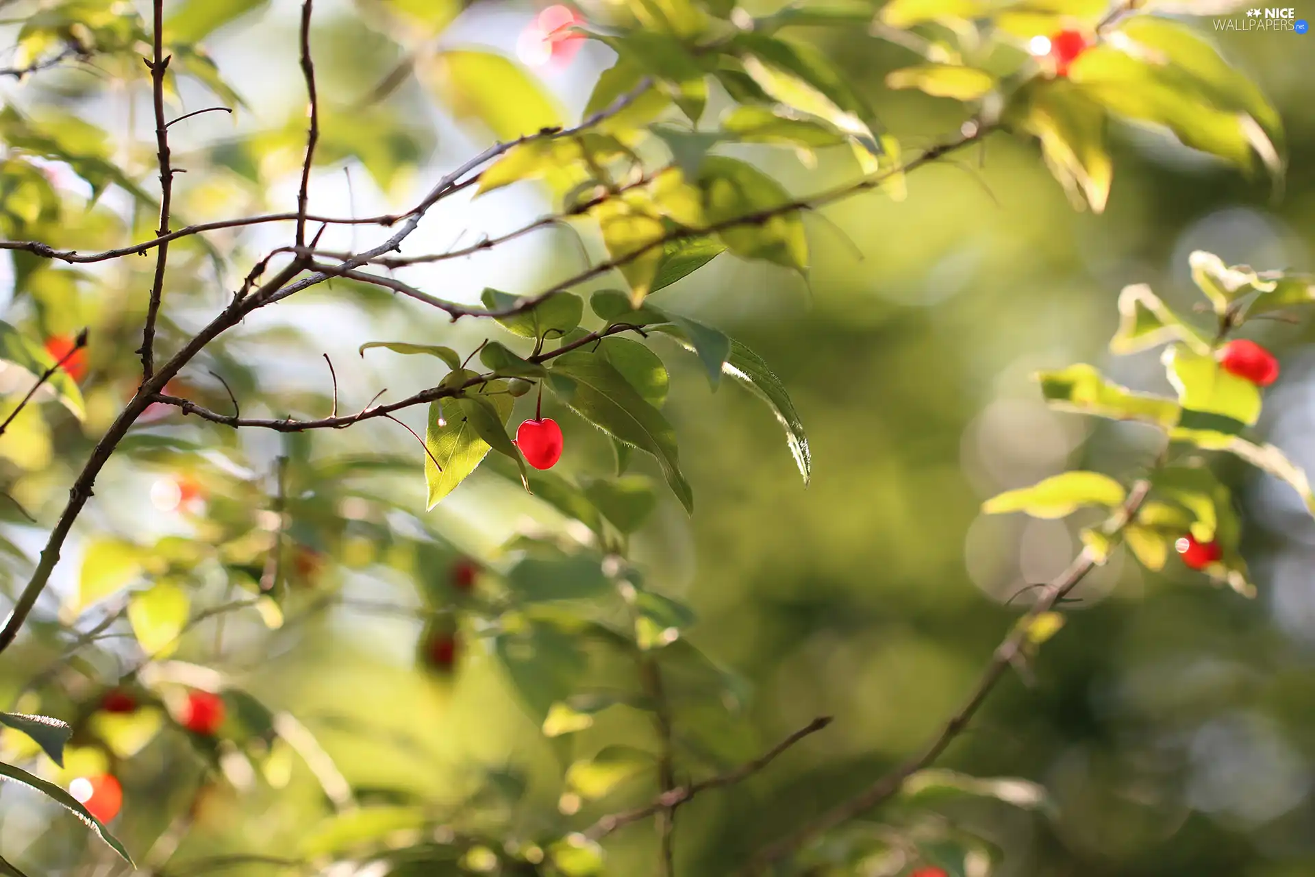 Red, Twigs, Leaf, Fruits