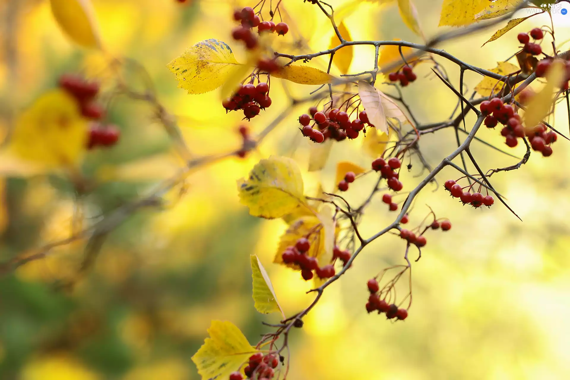Red, Leaf, Twigs, Fruits