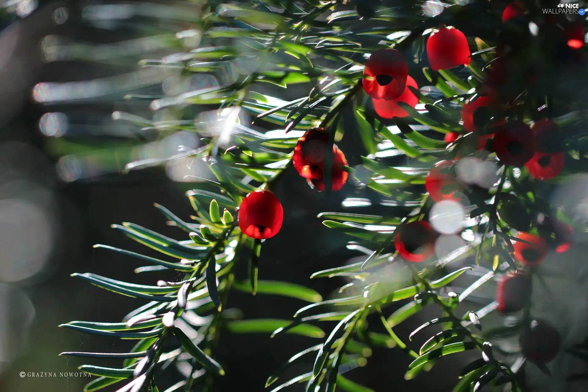 Fruits, yew, Red