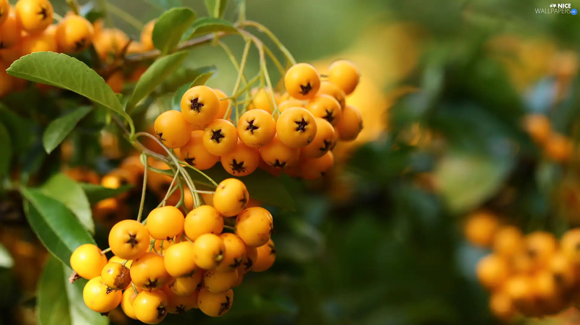 Yellow, Scarlet firethorn, Fruits