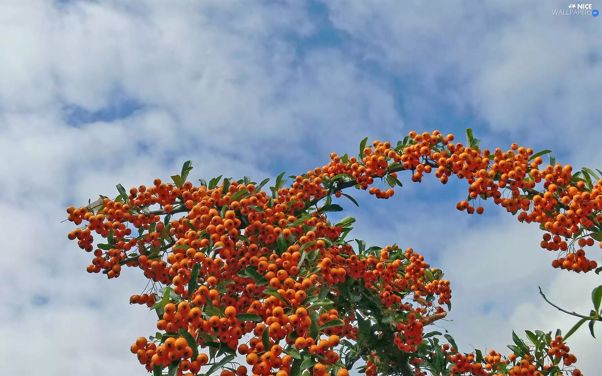 Bush, Fruits, Sky, Sea Buckthorn