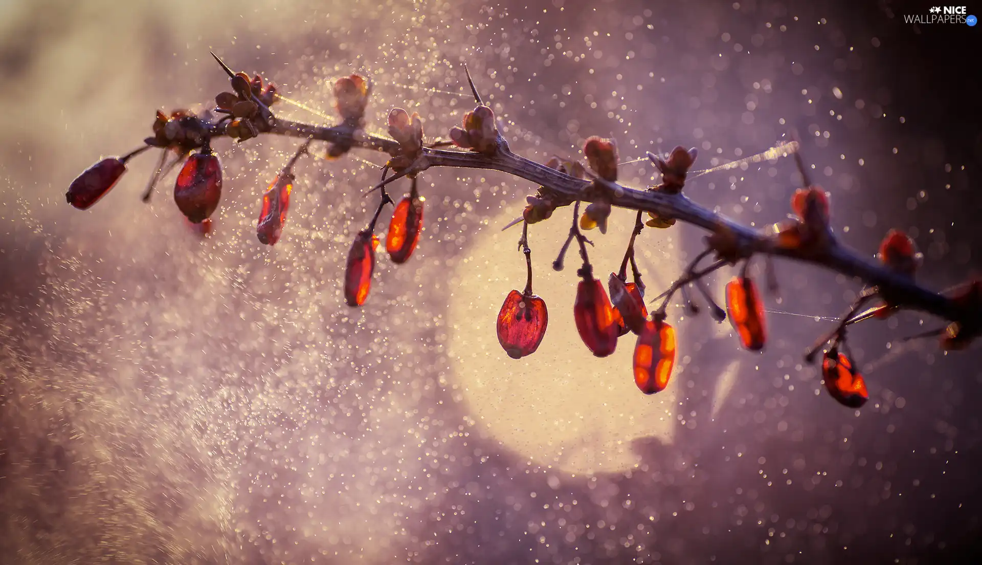 twig, plant, rapprochement, Fruits