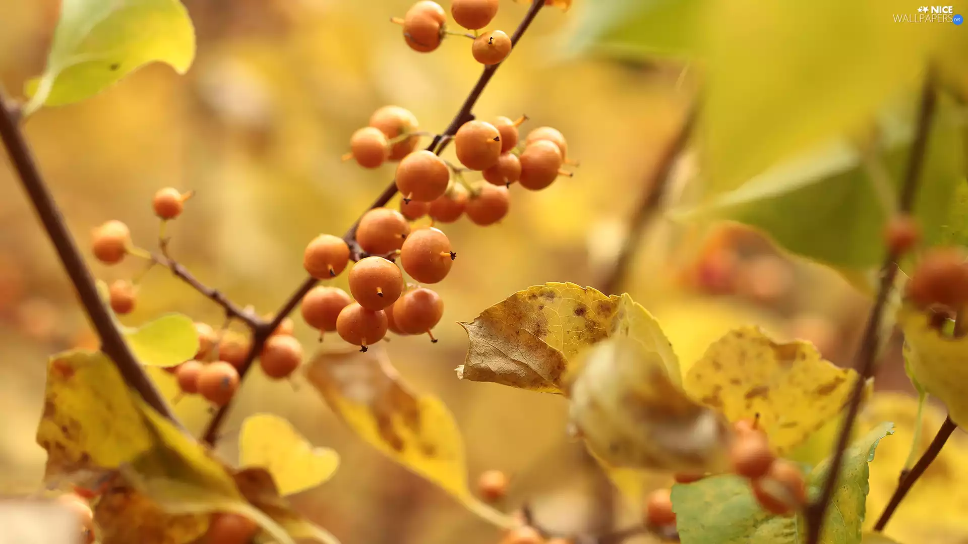 Yellow, Bush, Twigs, Fruits