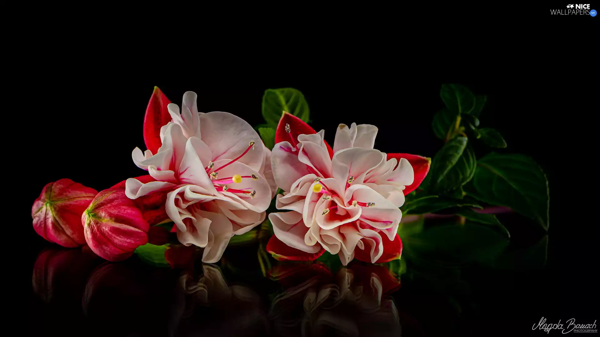 black background, Flowers, Fuchsia