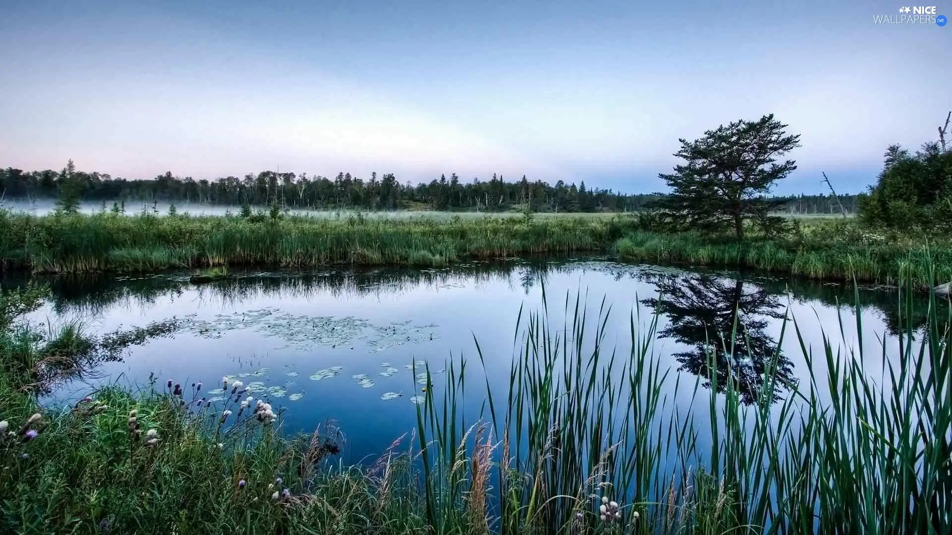 Fumes, mists, lake, forest, Meadow