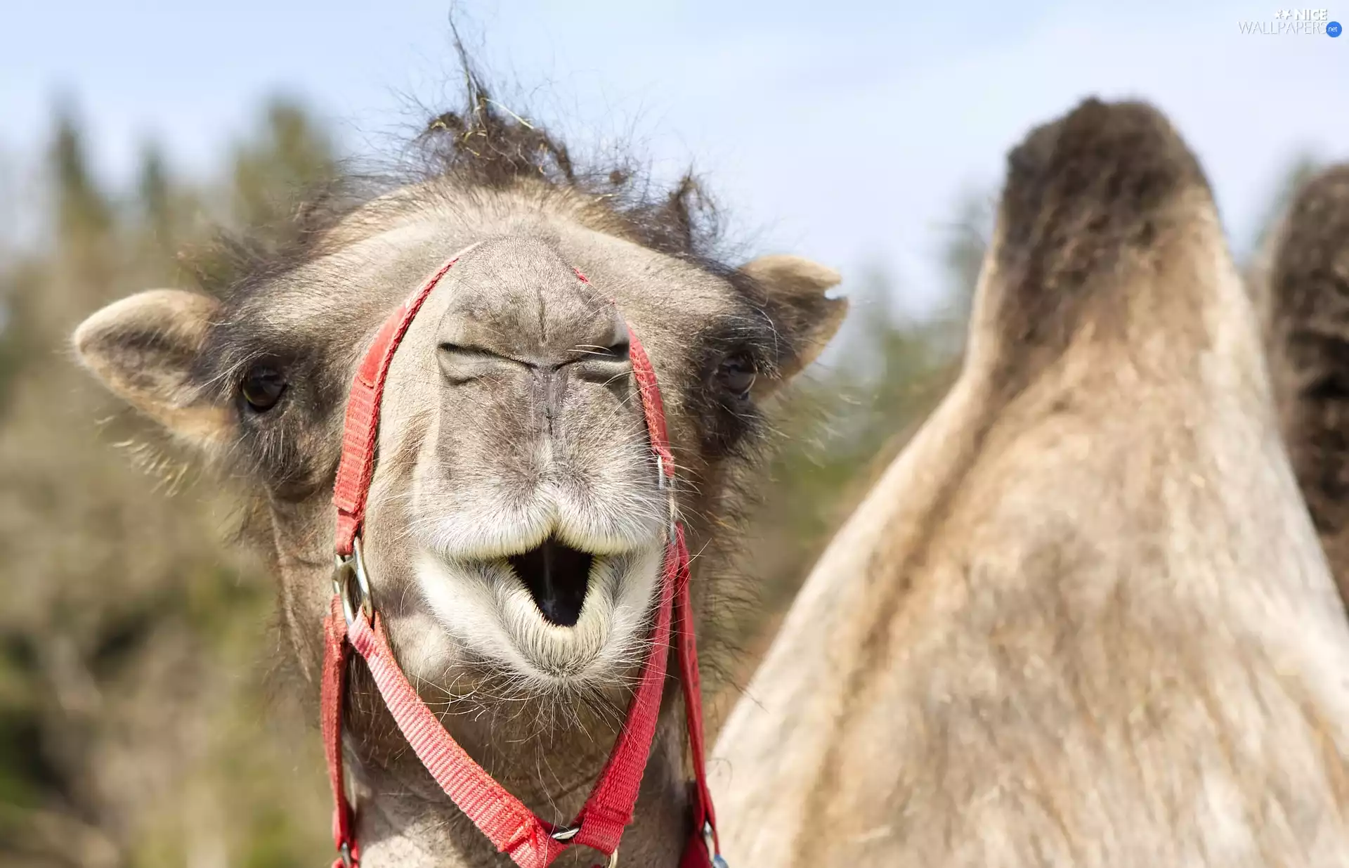 Funny, surprised, Camel