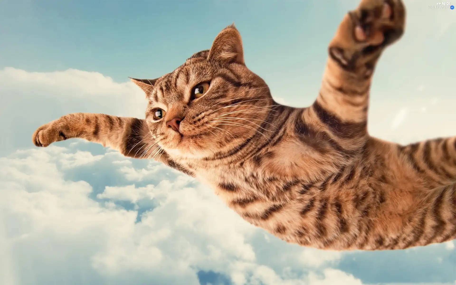 flying, clouds, Funny, cat