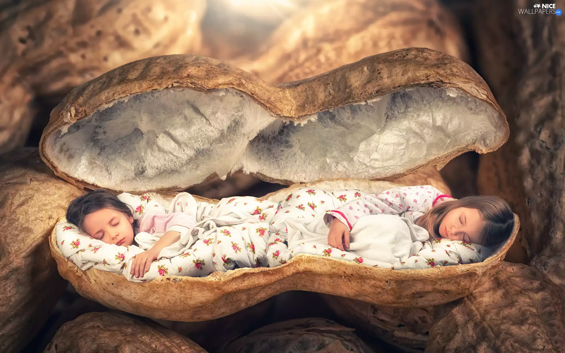 walnut, Funny, Sleeping, husk, girls