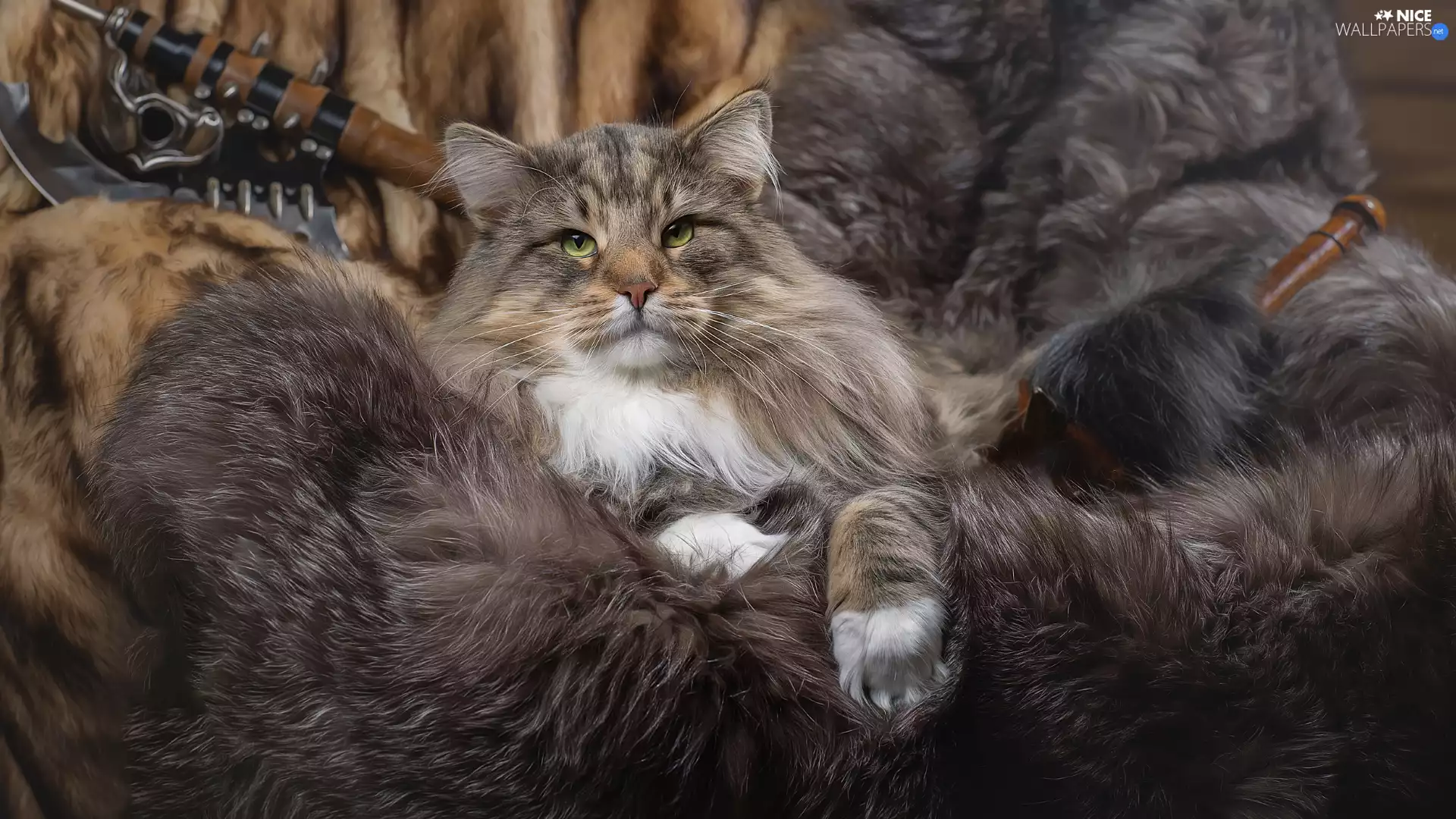 Norwegian Forest Cat, furriery