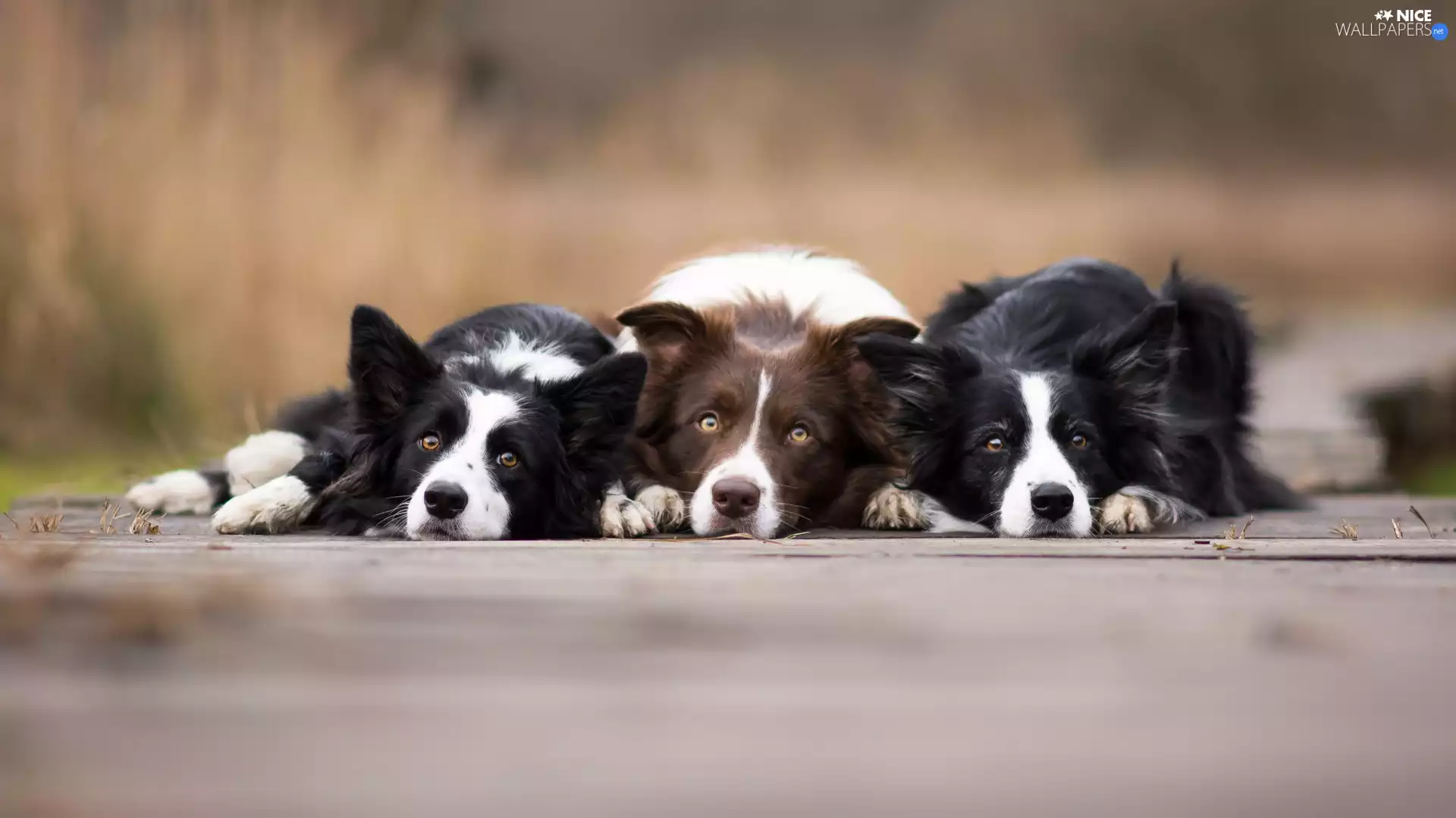 Dogs, fuzzy, background, Border Collie