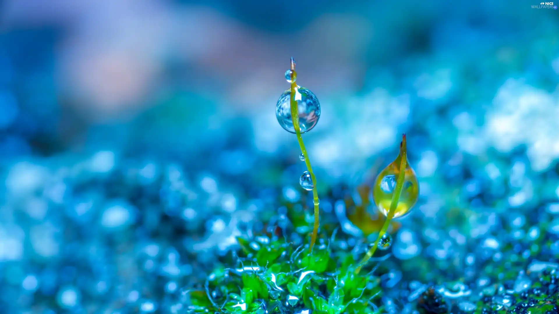 fuzzy, background, Close, drop, Colourfull Flowers