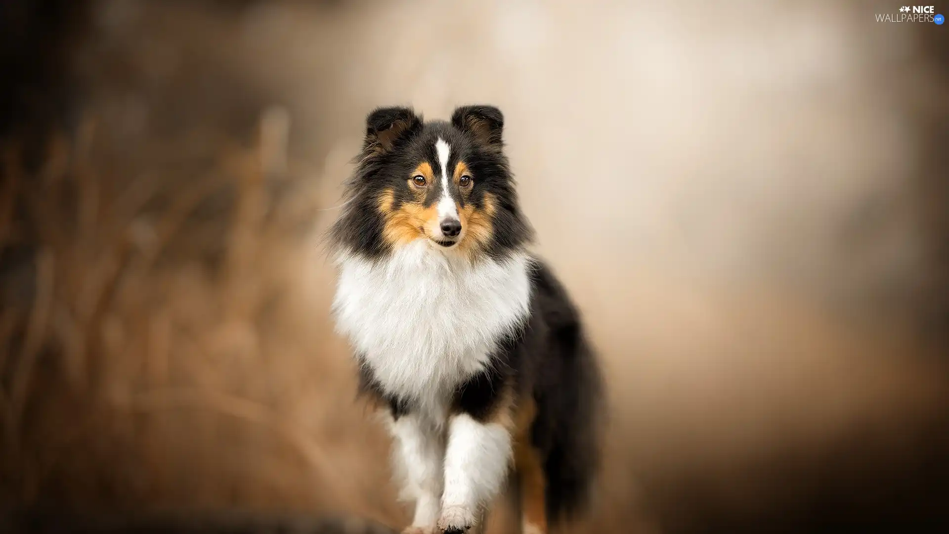 dog, fuzzy, background, shetland Sheepdog