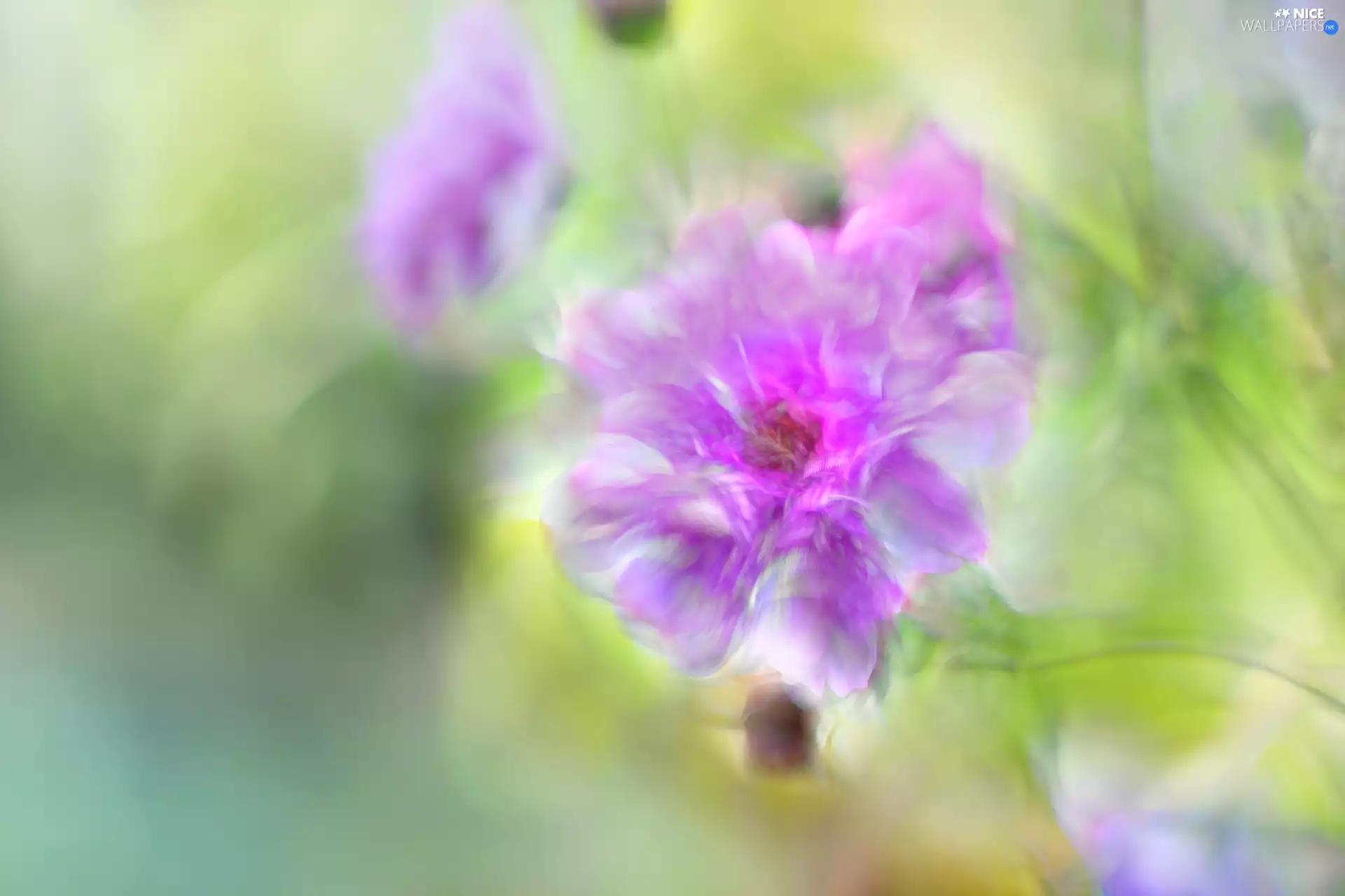 graphics, fuzzy, Colourfull Flowers, Fancifully